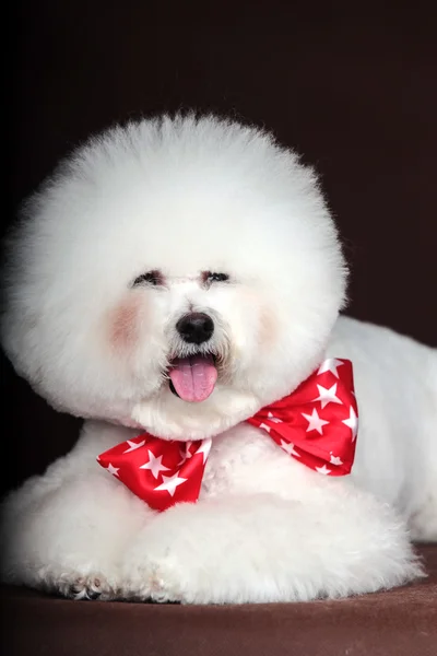 Άσπρο Bichon Frise σκύλο — Φωτογραφία Αρχείου