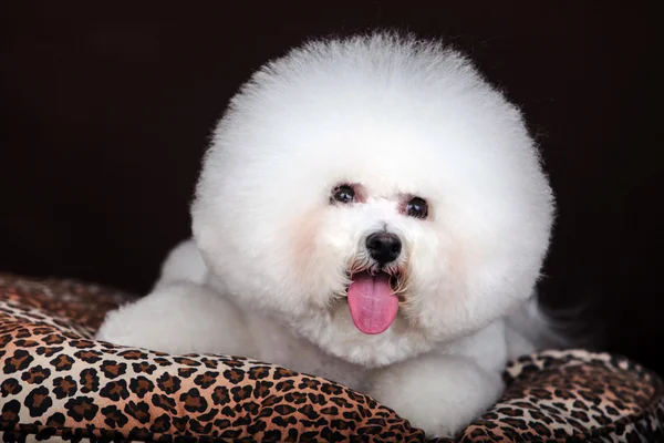 Witte Bichon Frise hond — Stockfoto