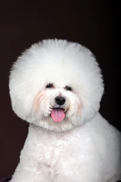Fehér Bichon Frisco kutya — Stock Fotó