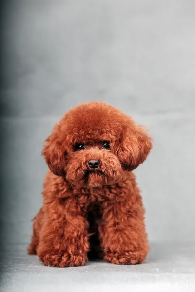Ο σκύλος poodle — Φωτογραφία Αρχείου