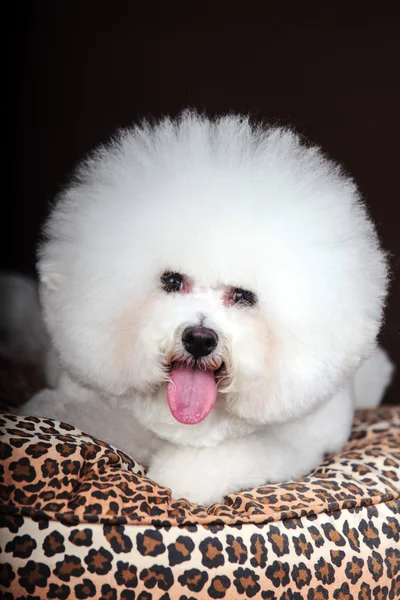 Vit Bichon Frise hund — Stockfoto