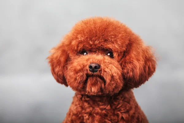 Il cane barboncino — Foto Stock