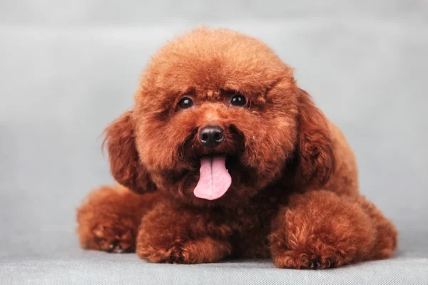 O cão poodle — Fotografia de Stock