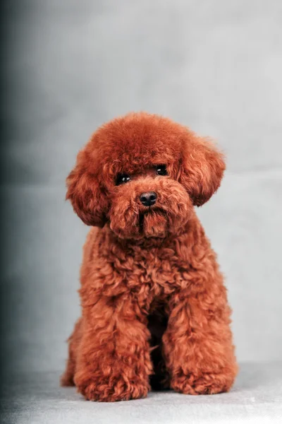 Ο σκύλος poodle — Φωτογραφία Αρχείου