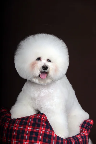 Branco Bichon Frise cão — Fotografia de Stock