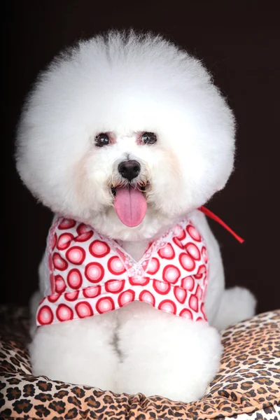 Branco Bichon Frise cão — Fotografia de Stock