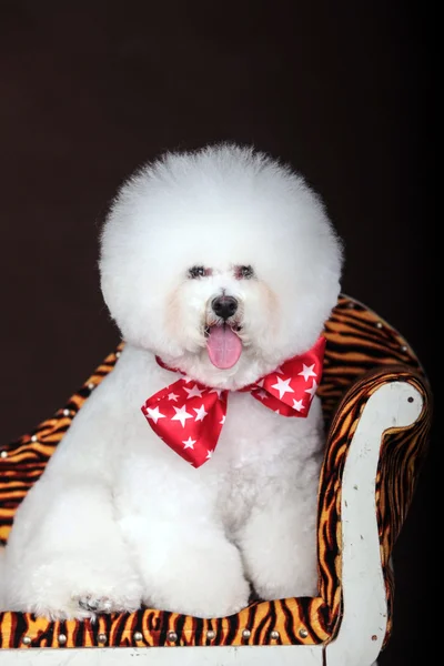 Branco Bichon Frise cão — Fotografia de Stock