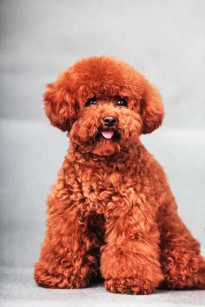 Av köpeği