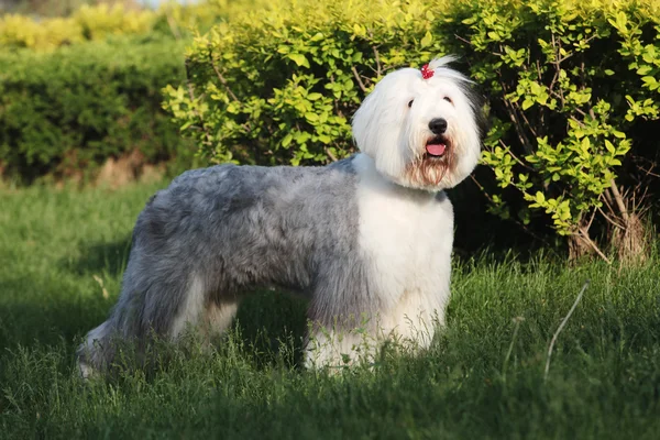 Oud Engels sheepdog — Stockfoto