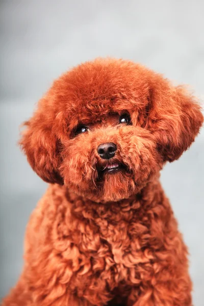 Pies Beagle — Zdjęcie stockowe
