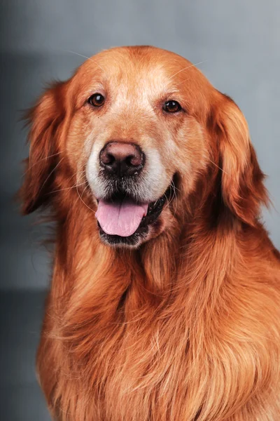 Golden Retriever dog — Stock Photo, Image