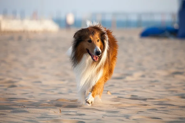 İskoçya çoban köpeği