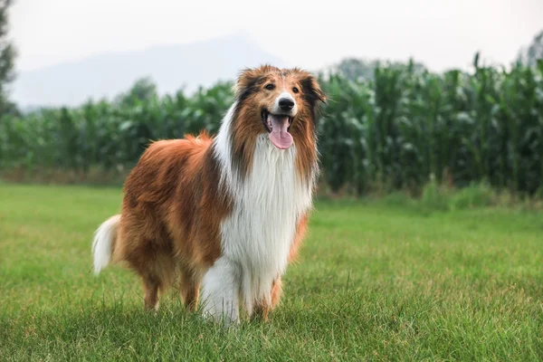 Schotse herdershond — Stockfoto