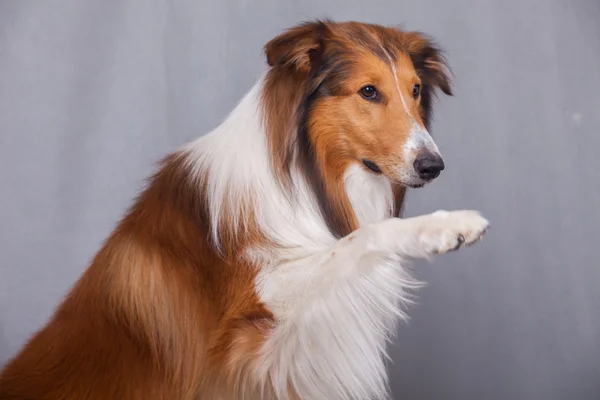 Scotland shepherd dog — Stock Photo, Image