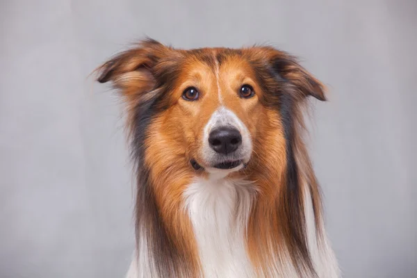 スコットランドの羊飼いの犬 — ストック写真