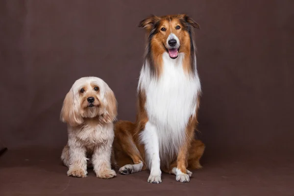 Karışık Cocker Spaniel ve kaba kömür ocağı