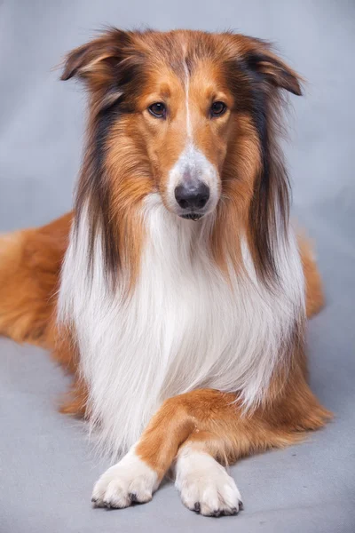 Scotland shepherd dog — Stock Photo, Image