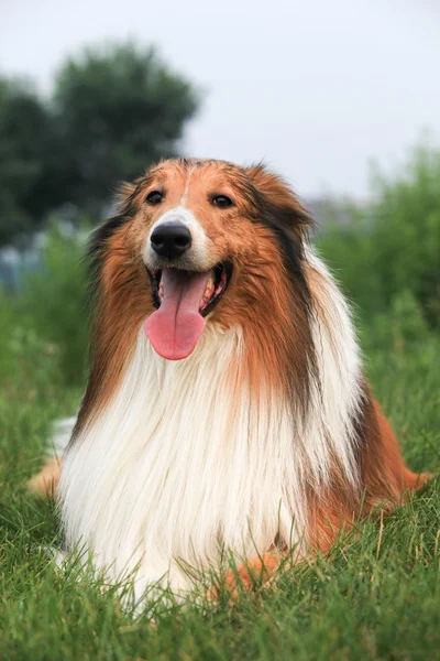 Scotland shepherd dog — Stock Photo, Image