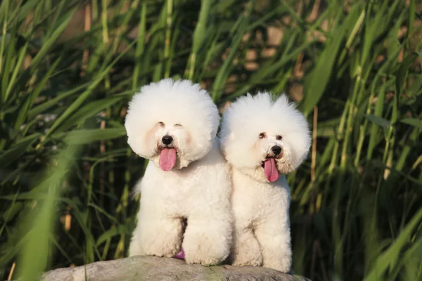 White Bichon Frise dog — Stock Photo, Image