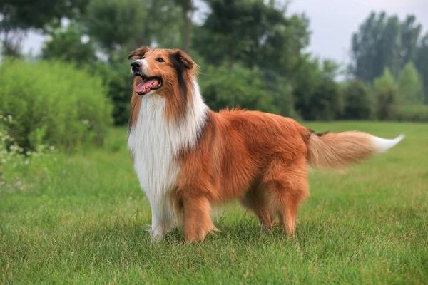 Scotland cão pastor — Fotografia de Stock