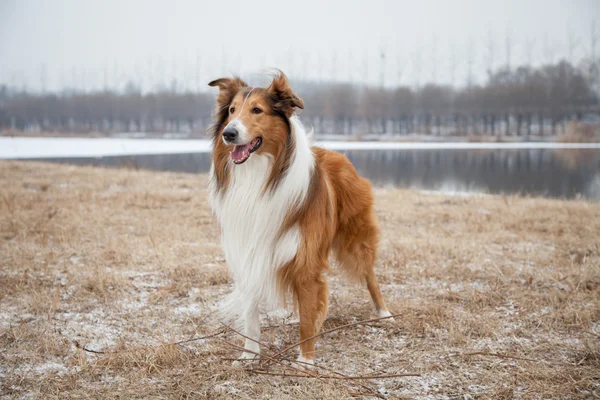 Schotse herdershond — Stockfoto