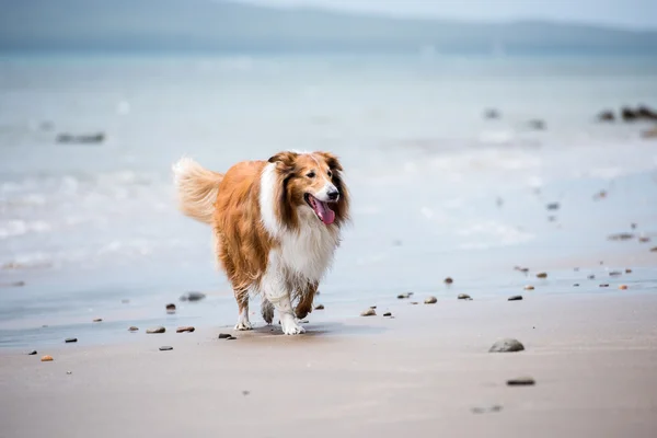Scotland cão pastor — Fotografia de Stock