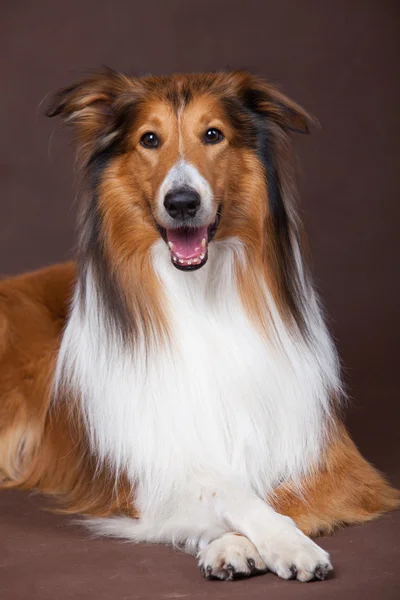 İskoçya çoban köpeği