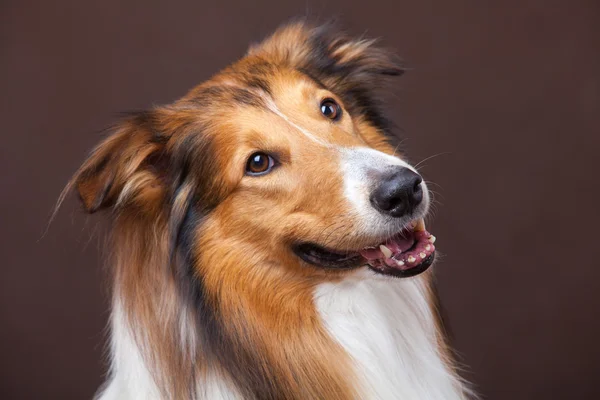 Scotland shepherd dog — Stock Photo, Image