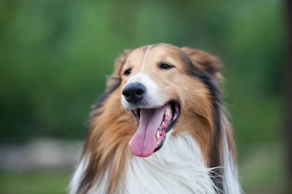 Schotse herdershond — Stockfoto