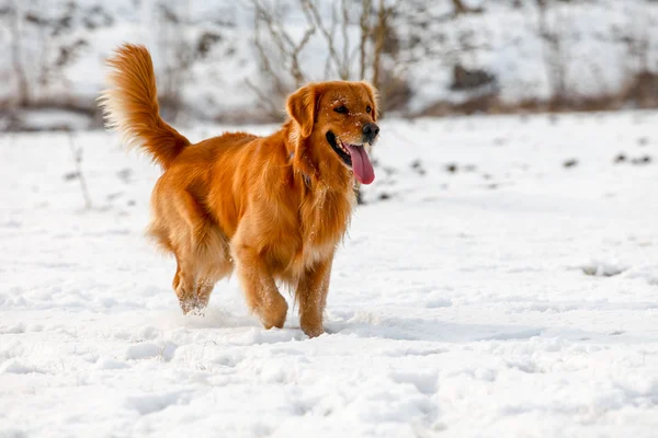 Gouden retriever hond — Stockfoto