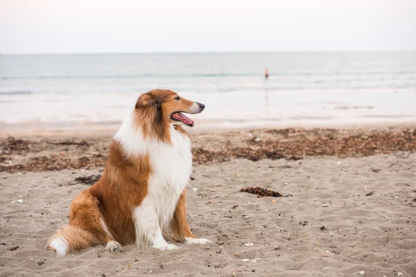 Schottischer Schäferhund — Stockfoto