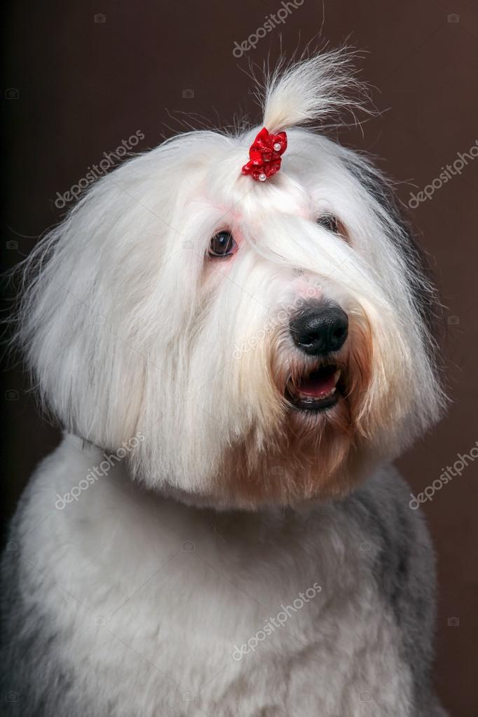 Friendly Old English Sheepdog dressed for the Fourth of July Stock Photo -  Alamy