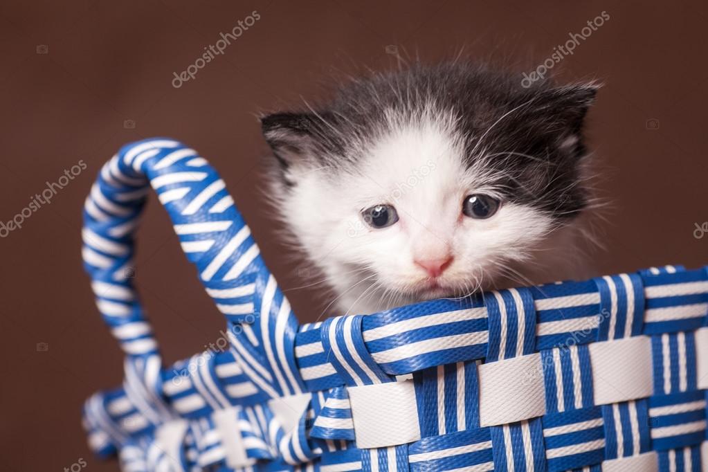 Chat Persan Noir Et Blanc Photographie Moaimages 103956038