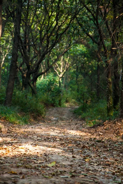 El camino del bosque —  Fotos de Stock