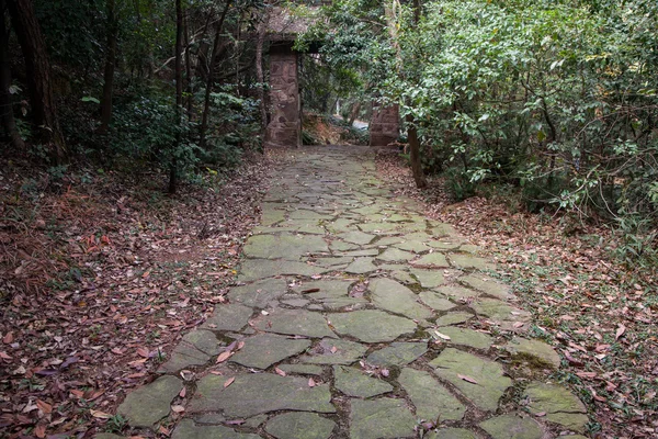 A estrada da floresta — Fotografia de Stock