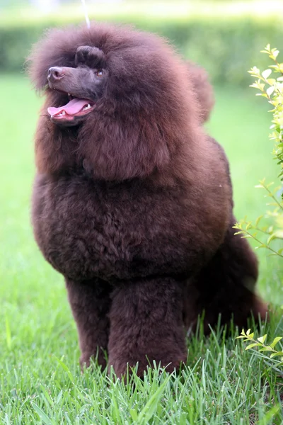 Der Pudelhund — Stockfoto