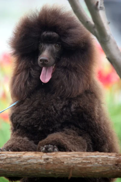 O cão poodle — Fotografia de Stock