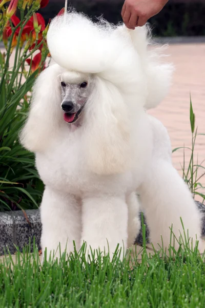 O cão poodle — Fotografia de Stock