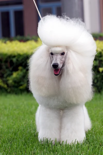 The poodle dog — Stock Photo, Image