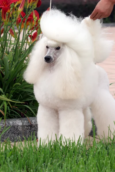 The poodle dog — Stock Photo, Image