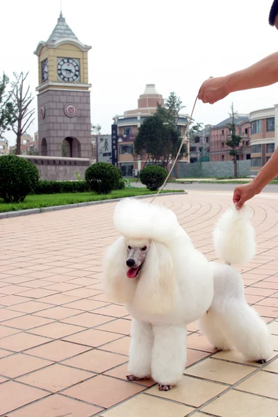 O cão poodle — Fotografia de Stock