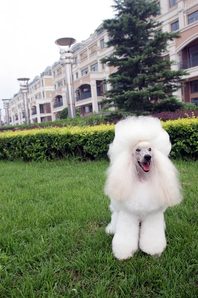 O cão poodle — Fotografia de Stock