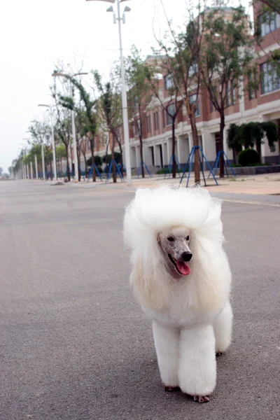 O cão poodle — Fotografia de Stock