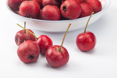 Beyaz arkaplanda Hawthorn