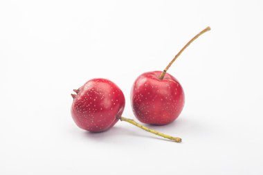 Beyaz arkaplanda Hawthorn