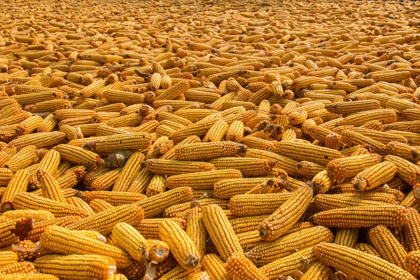 Jagung di tongkol — Stok Foto