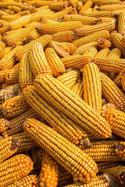 Corn On The Cob — Stock Photo, Image