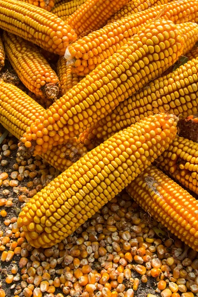 Jagung di tongkol — Stok Foto