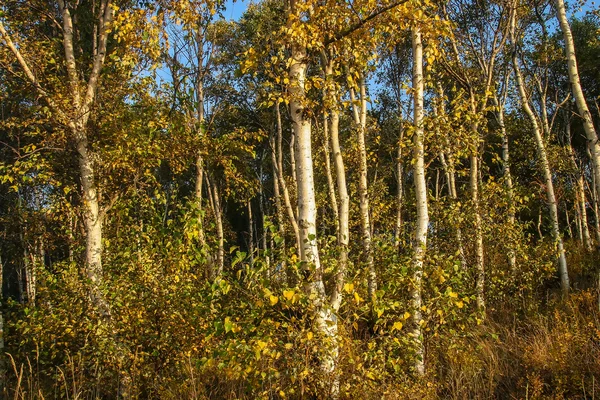 Berk bos — Stockfoto