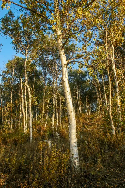 Birkenwald — Stockfoto